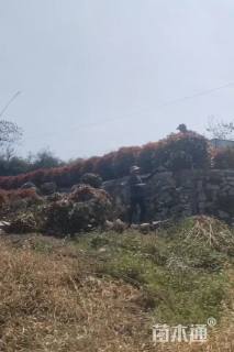 冠幅120厘米红叶石楠球