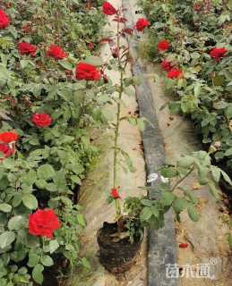 高度30厘米月季