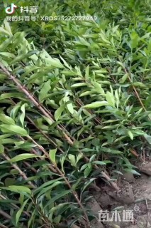 高度250厘米法国冬青绿篱