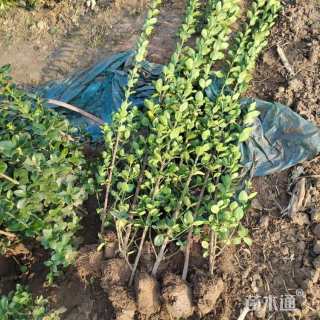 高度120厘米北海道黄杨