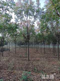 11公分黄山栾树