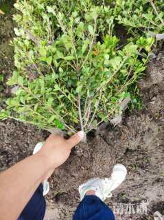 高度30厘米夏鹃