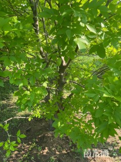 高度500厘米丛生金叶白蜡