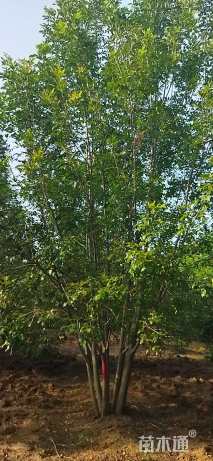 高度500厘米丛生白蜡