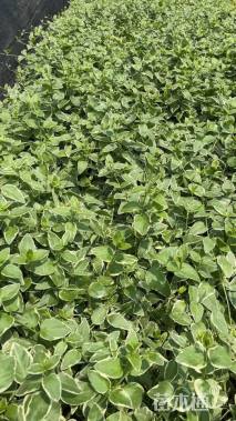 高度20厘米花叶蔓长春