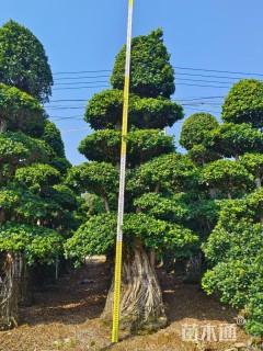 1公分造型小叶榕