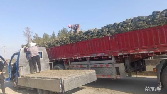 草毯状百慕大草