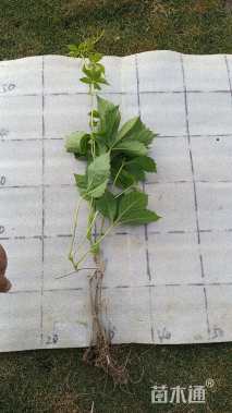 40厘米爬山虎