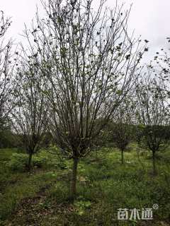 10公分西府海棠