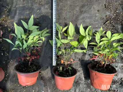 高度20厘米南天竹小苗