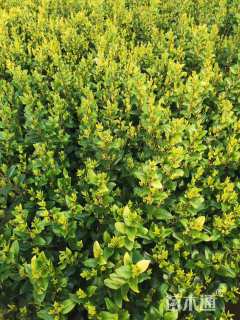 高度20厘米金森女贞