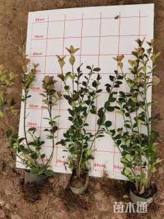 高度60厘米卫矛