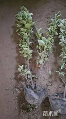 高度30厘米金边黄杨