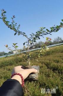 高度30厘米火棘