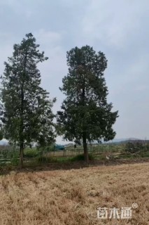 高度300厘米侧柏