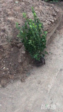 冠幅80厘米金叶女贞球