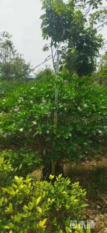高度140厘米狗牙花