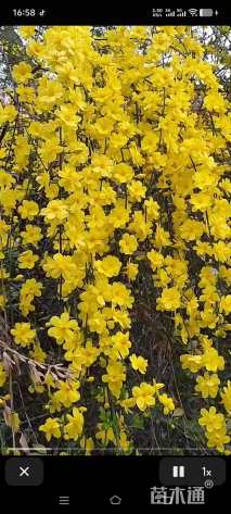 高度40厘米迎春花