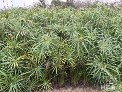 高度70厘米旱伞草