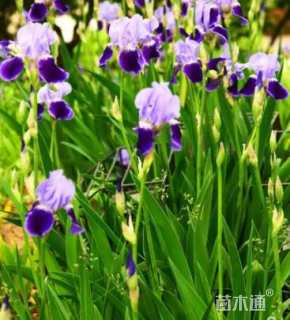 高度20厘米德国鸢尾