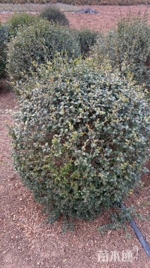 冠幅100厘米小叶女贞球