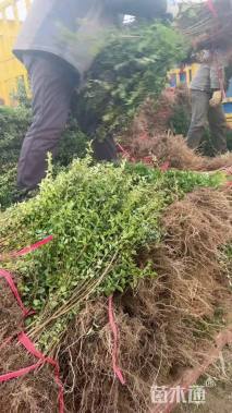 高度50厘米小叶女贞