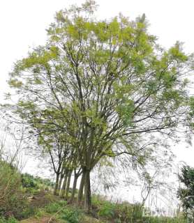 38公分蓝花楹