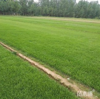 普通绿地-->高羊茅