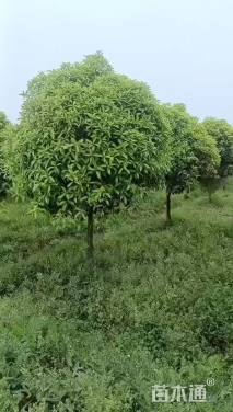 10公分高杆桂花