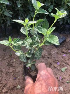 高度15厘米马缨丹