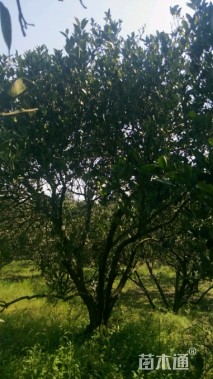 高度500厘米丛生胡柚