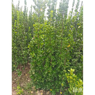 高度70厘米北海道黄杨小苗