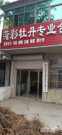 高度34厘米牡丹