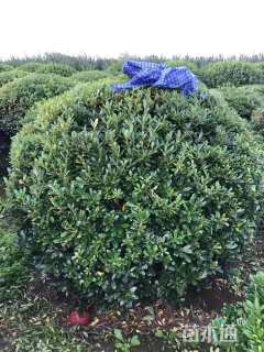 冠幅200厘米海桐球