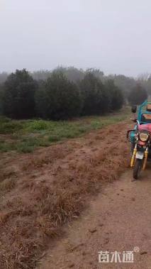 高度350厘米白皮松