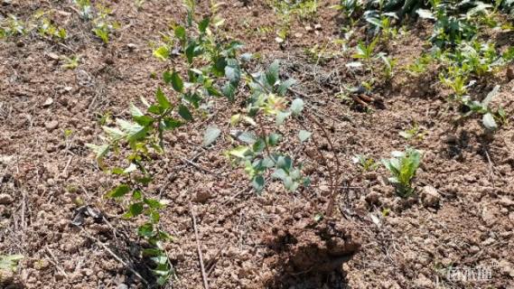 高度30厘米金焰绣线菊