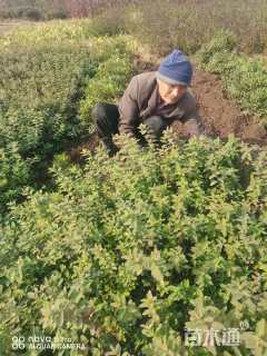 高度40厘米金丝梅