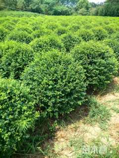 高度100厘米小叶女贞