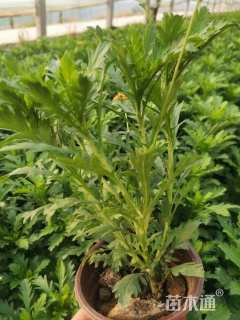 高度20厘米木春菊