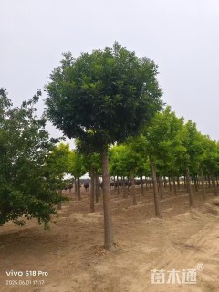 23公分秋紫白蜡