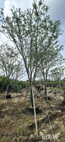25公分凤凰木