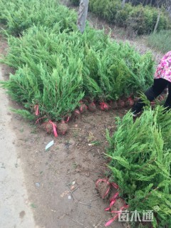 高度50厘米小龙柏