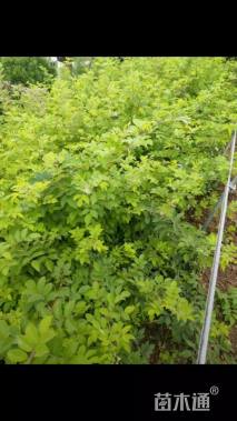 高度80厘米蔷薇