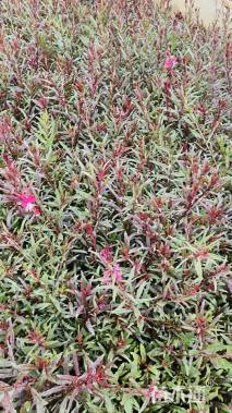 高度30厘米千鸟花