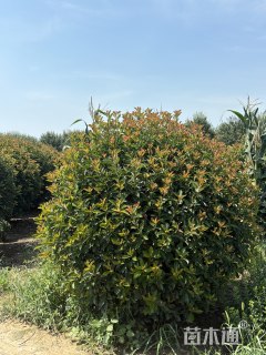 冠幅120厘米红叶石楠球