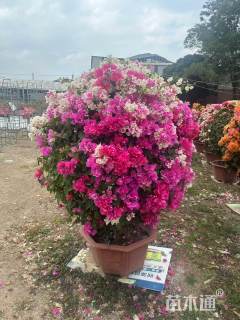 冠幅120厘米多色三角梅球