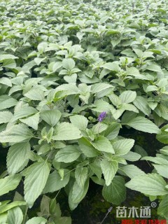 高度30厘米鼠尾草