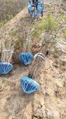 高度100厘米猥实