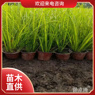 高度35厘米金叶石菖蒲