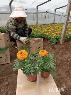 高度15厘米万寿菊